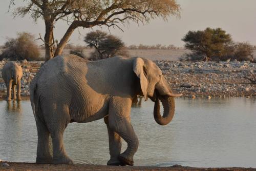 Elephants de savane