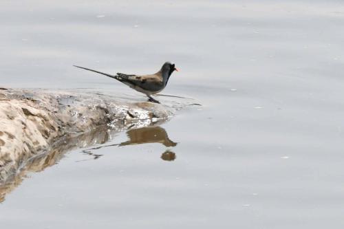 Tourtelette masquée