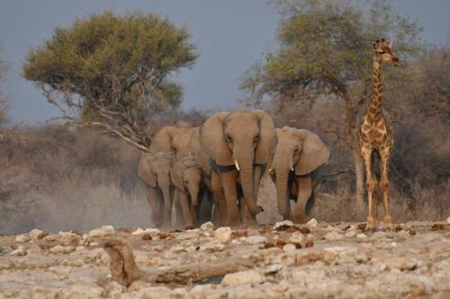 Girafe, éléphants de savane
