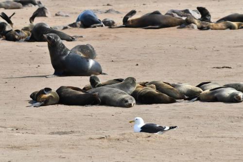 Otaries à fourrure d'Afrique du Sud