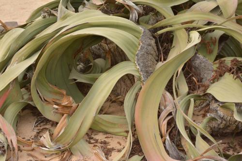 Welwitschia mirabilis