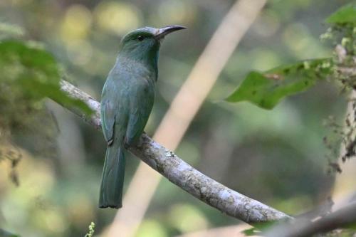 Guêpier à barbe bleue