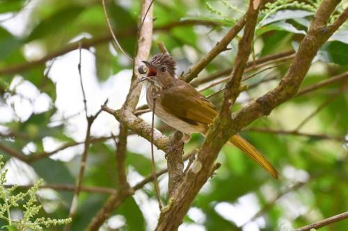 Bulbul de McClelland