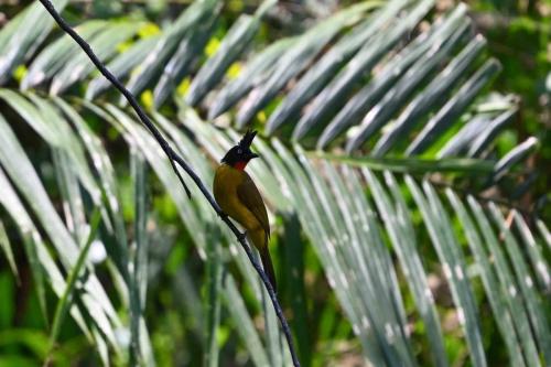 Bulbul à huppe noire