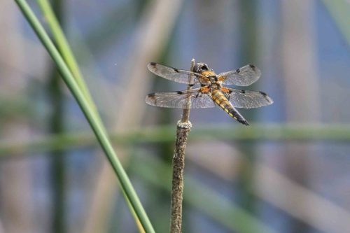 Libellule à quatre taches