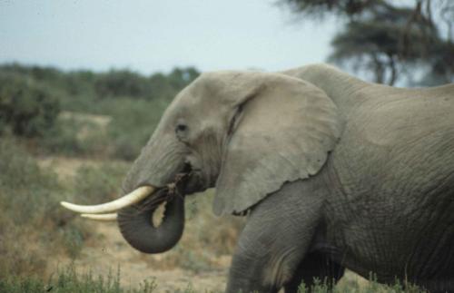 Kenya - Réserve d'Amboselli - Elephant
