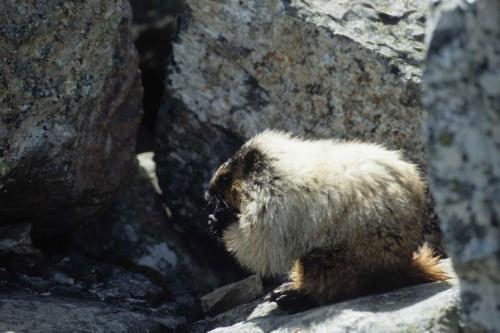 Marmotte