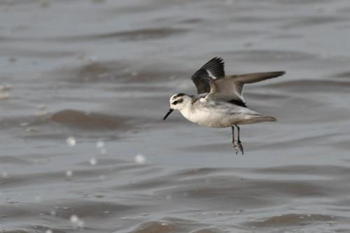 Phalarope à bec large