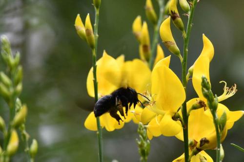 Xylocope violacé (Xylocopa violacea)