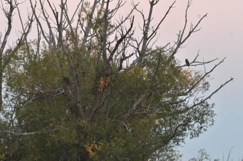 Grand Duc d'Amerique