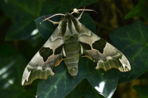 Sphinx du Tilleul (Mimas tilliae)