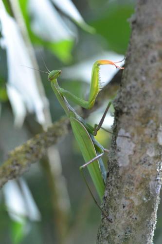 Mante religieuse (Mantis religiosa)