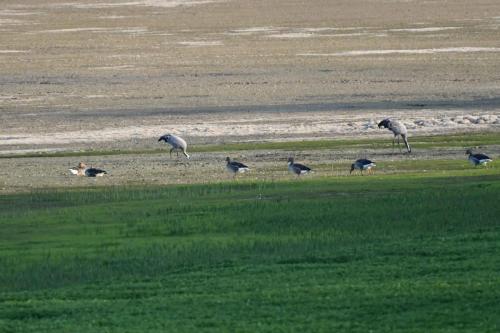 Oies cendrées et grues cendrées sur le lac