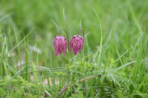 Fritillaires pintades
