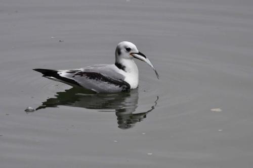Mouette tridactyle (1ère année)