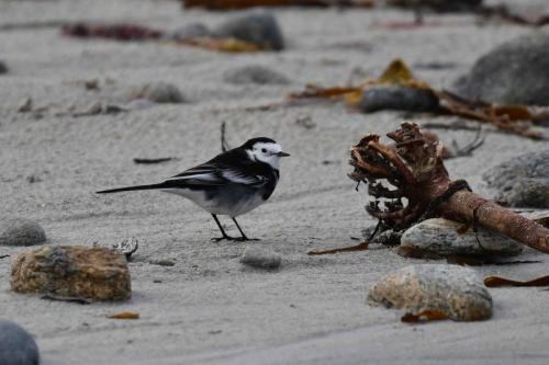 Bergeronnette de Yarrell