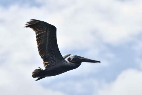 Pélican brun
