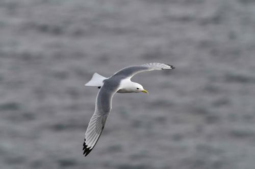Mouette tridactyle