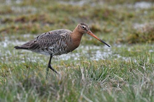 Barge à queue noire