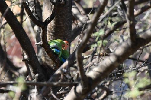 Inséparables rosegorge