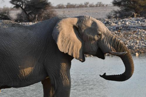 Elephants de savane