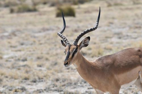 Impala à face noire