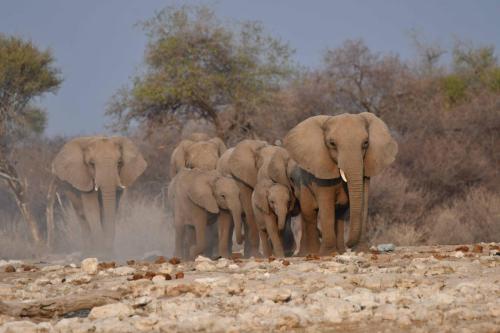 Eléphants de savane
