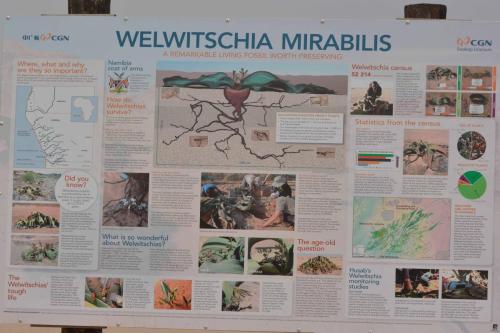 Welwitschia mirabilis