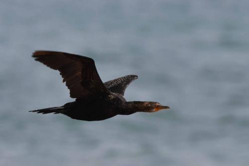 Cormoran couronné
