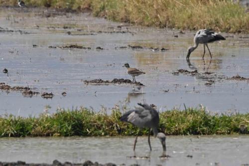 Vanneau à tête grise, bec-ouvert indien