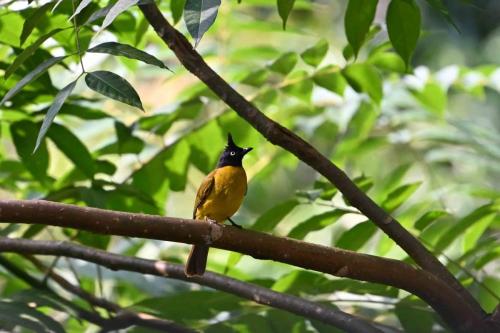 Bulbul à huppe noire
