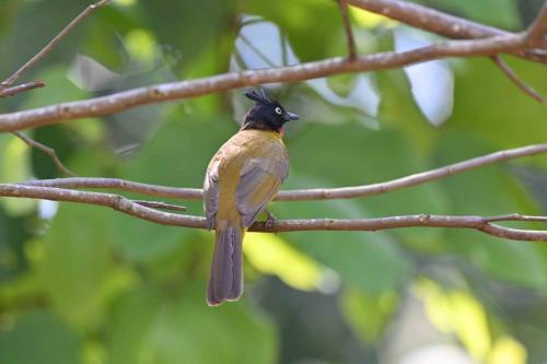 Bulbul à huppe noire