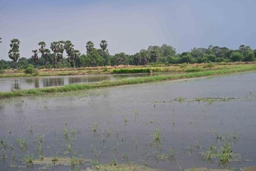 Rizières à Thanyaburi