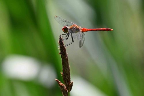 Sympétrum sanguin
