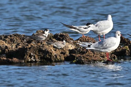 Guifettes noires, Sterne pierregarin et Mouettes rieuses