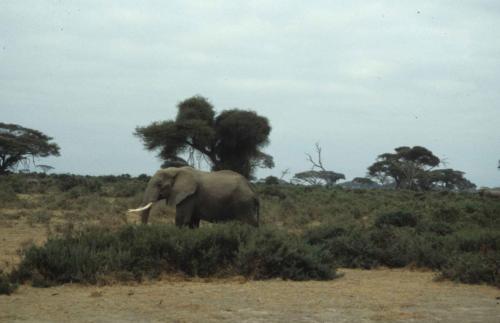 Kenya - Réserve d'Amboselli - Elephant