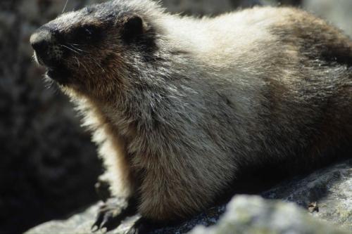 Marmotte