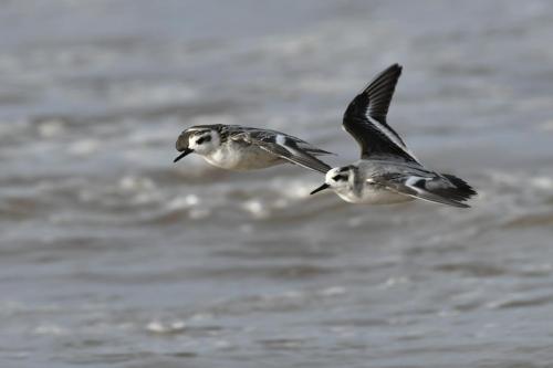 Phalaropes à bec large