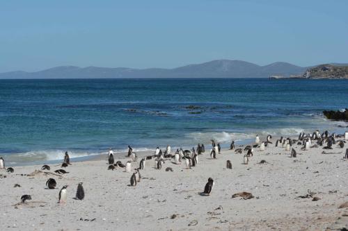 Manchots de Magellan et manchots papous