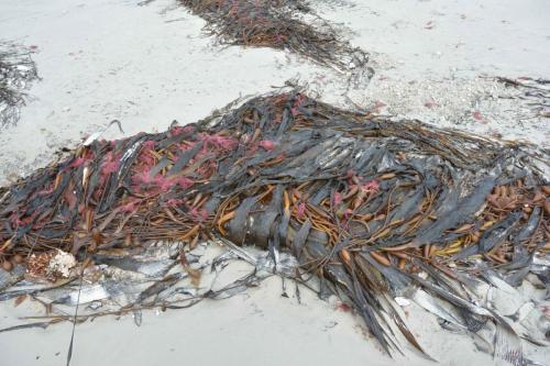 Kelp