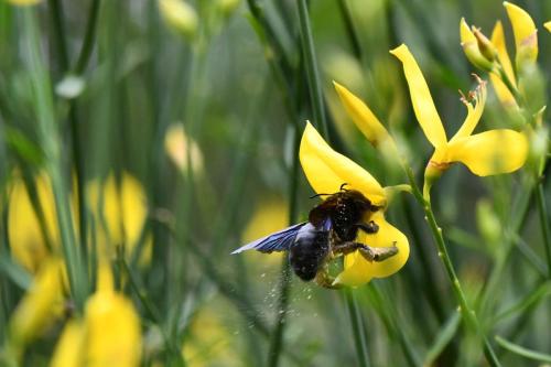 Xylocope violacé (Xylocopa violacea)