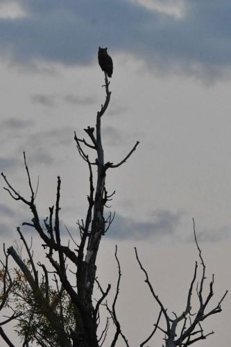 Grand Duc d'Amerique