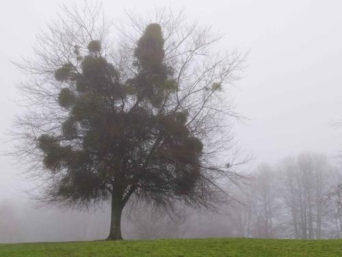 Brouillard étang de Saint-Quentin en Yvelines 31 janvier 2021