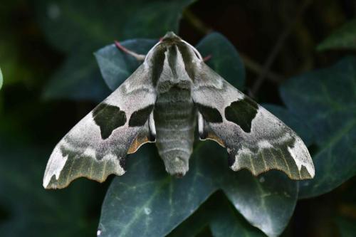 Sphinx du Tilleul (Mimas tilliae)