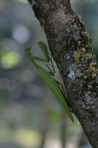 Mante religieuse (Mantis religiosa)
