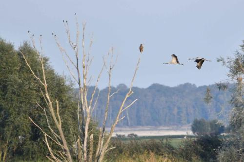 Grues cendrées et jeune Pygargue à queue blanche