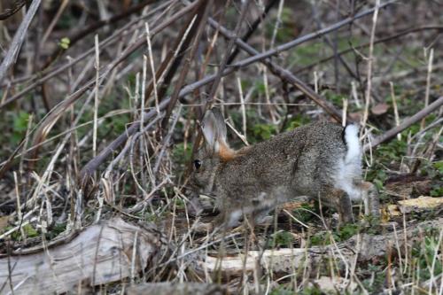 Lapin de garenne