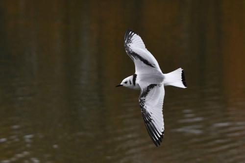 Mouette tridactyle (1ère année)
