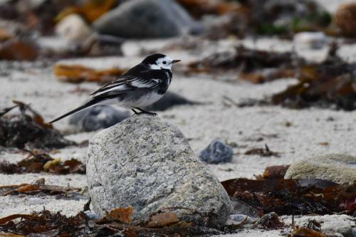 Bergeronnette de Yarrell