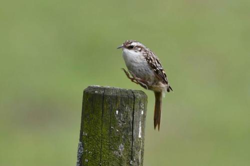 Grimpereau des jardins